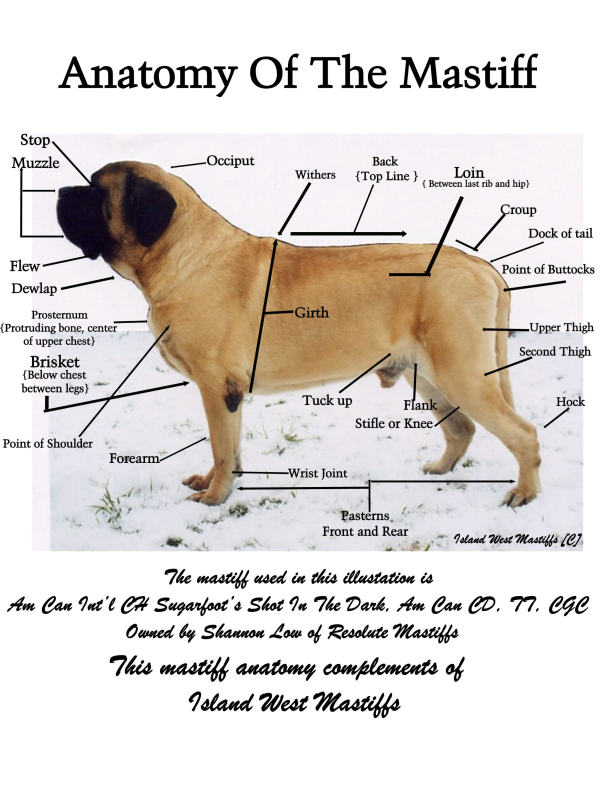 English Mastiff Growth Chart Height